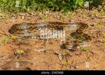 Eine wunderschöne Python aus dem südlichen Afrika (Python natalensis) in freier Wildbahn Stockfoto