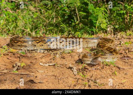 Eine wunderschöne Python aus dem südlichen Afrika (Python natalensis) in freier Wildbahn Stockfoto