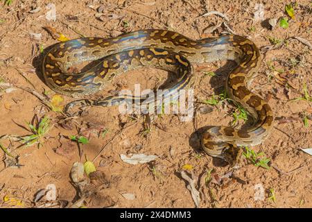 Eine wunderschöne Python aus dem südlichen Afrika (Python natalensis) in freier Wildbahn Stockfoto