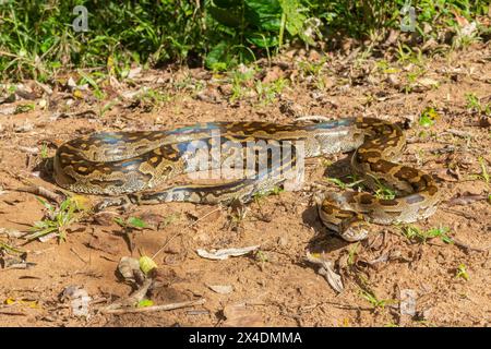 Eine wunderschöne Python aus dem südlichen Afrika (Python natalensis) in freier Wildbahn Stockfoto