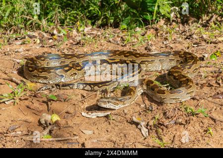Eine wunderschöne Python aus dem südlichen Afrika (Python natalensis) in freier Wildbahn Stockfoto