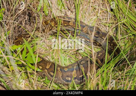 Eine wunderschöne Python aus dem südlichen Afrika (Python natalensis) in freier Wildbahn Stockfoto
