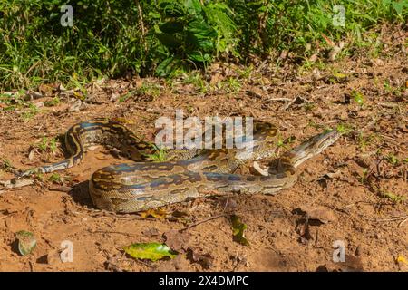 Eine wunderschöne Python aus dem südlichen Afrika (Python natalensis) in freier Wildbahn Stockfoto