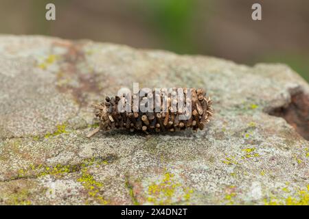 Eine Bagworm Moth (Familie Psychidae), die sich in ihrem wunderschön konstruierten Unterschlupf aus kleinen Zweigen versteckt Stockfoto