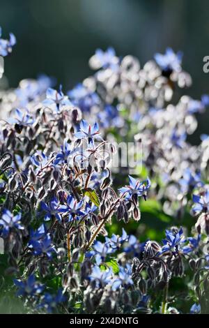 Italien, Latium, Landschaft, Borretsch Pflanze und Blumen Stockfoto