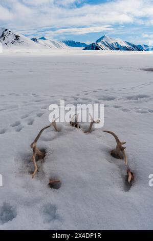 Ein Kreis von Rentiergeweihen ragt aus dem Schnee. In Der Nähe Von Mushamna, Spitzbergen Island, Svalbard, Norwegen. Stockfoto