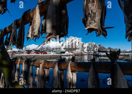 Kabeljau fischt auf Trockengestelle in traditioneller Weise. Die Stadt Svolvaer und die Küstenberge sind zwischen den Fischracks sichtbar. Svolvaer, Lofote Stockfoto