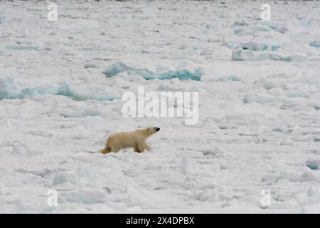 Ein Eisbär, Ursus maritimus, läuft auf sich verschlechterndem Meereis. Nordpolare Eiskappe, Arktischer Ozean Stockfoto