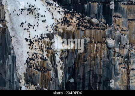 Alkefjellet Klippen voller Brut Brunnichs Guillemots, Uria lomvia. Nordaustlandet, Spitzbergen, Norwegen Stockfoto