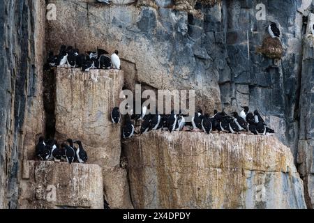 Alkefjellet Klippen voller Brut Brunnichs Guillemots, Uria lomvia. Nordaustlandet, Spitzbergen, Norwegen Stockfoto