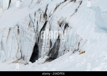 Ein Eisbär, Ursus maritimus, wandert entlang einer marmorierten schwarz-weißen Gletscherwand. Spitzbergen, Norwegen Stockfoto