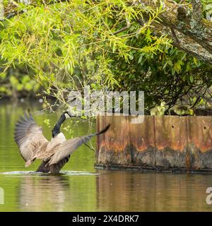 Adulte Kanadische Gänse (Branta canadensis), die mit drei Gänsen interagiert Stockfoto