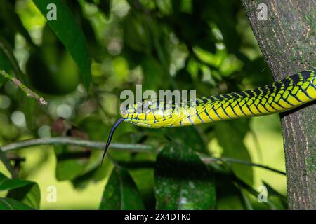 Die lebhaften Farben eines hochgiftigen männlichen Boomslang (Dispholidus typus), auch bekannt als Baumschlange oder afrikanische Baumschlange Stockfoto