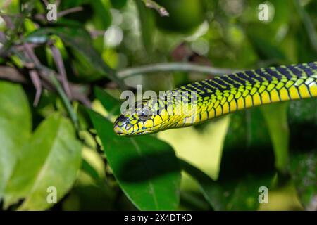 Die lebhaften Farben eines hochgiftigen männlichen Boomslang (Dispholidus typus), auch bekannt als Baumschlange oder afrikanische Baumschlange Stockfoto