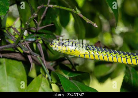 Die lebhaften Farben eines hochgiftigen männlichen Boomslang (Dispholidus typus), auch bekannt als Baumschlange oder afrikanische Baumschlange Stockfoto