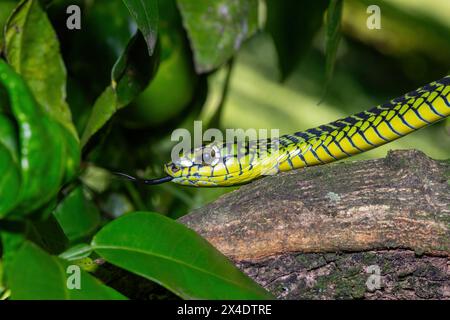 Die lebhaften Farben eines hochgiftigen männlichen Boomslang (Dispholidus typus), auch bekannt als Baumschlange oder afrikanische Baumschlange Stockfoto