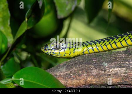 Die lebhaften Farben eines hochgiftigen männlichen Boomslang (Dispholidus typus), auch bekannt als Baumschlange oder afrikanische Baumschlange Stockfoto