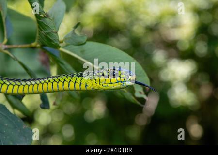 Die lebhaften Farben eines hochgiftigen männlichen Boomslang (Dispholidus typus), auch bekannt als Baumschlange oder afrikanische Baumschlange Stockfoto