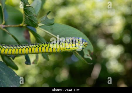 Die lebhaften Farben eines hochgiftigen männlichen Boomslang (Dispholidus typus), auch bekannt als Baumschlange oder afrikanische Baumschlange Stockfoto