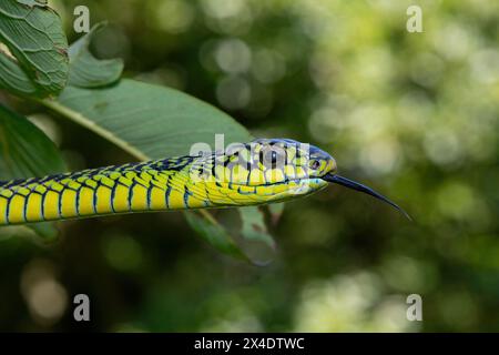 Die lebhaften Farben eines hochgiftigen männlichen Boomslang (Dispholidus typus), auch bekannt als Baumschlange oder afrikanische Baumschlange Stockfoto