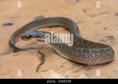 Ein erwachsener Rotlippenherald Schlange (Crotaphopeltis hotamboeia) in einer defensiven Schlagposition Stockfoto