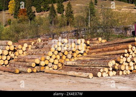 Rumänien, Siebenbürgen, Suceava. Weichholz-Sägewerk und Arbeiter. Baumstämme stapelweise. Stockfoto