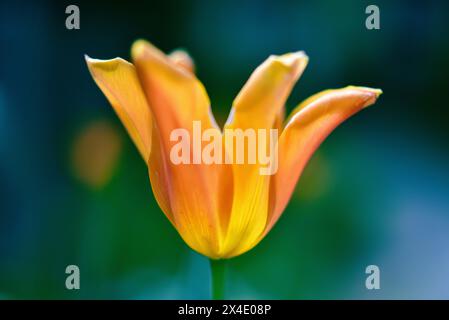 Tulip (Tulipa) in Hintergrundbeleuchtung, Bayern, Deutschland, Europa Stockfoto