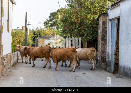 Spanien, Galicien. Kühe werden auf eine Weide in einem kleinen Dorf entlang des Jakobsweges zwischen Ventras de Naron und Palas de Rei gebracht Stockfoto