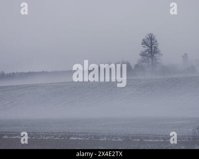 Ansicht eines Nebelfeldes im Winter Stockfoto