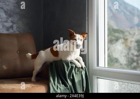 Ein Jack Russell Terrier-Hund sitzt aufmerksam auf einem taupefarbenen Sessel, seine hellen Augen und frechen Ohren verleihen den gedämpften Tönen des Raumes einen lebendigen Touch Stockfoto