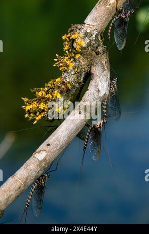 Mayflies, Ephemera vulgaris, trocknen nach dem Häuten in der frühen Morgensonne. Markovec, Innerer Krain, Slowenien Stockfoto