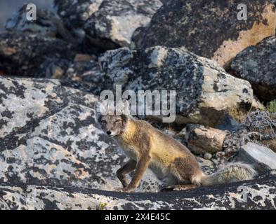 Arctic Fox, im Sommer an der Küste der Drygalski-Halbinsel im Uummannaq-Fjordsystem. Grönland, Halbinsel Drygalski, Dänisches Gebiet Stockfoto