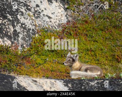 Arctic Fox, im Sommer an der Küste der Drygalski-Halbinsel im Uummannaq-Fjordsystem. Grönland, Halbinsel Drygalski, Dänisches Gebiet Stockfoto