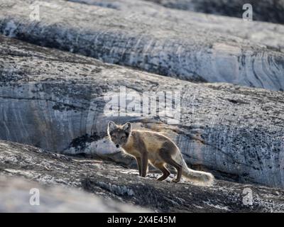 Arctic Fox, im Sommer an der Küste der Drygalski-Halbinsel im Uummannaq-Fjordsystem. Grönland, Halbinsel Drygalski, Dänisches Gebiet Stockfoto