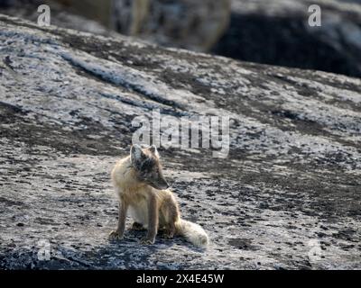 Arctic Fox, im Sommer an der Küste der Drygalski-Halbinsel im Uummannaq-Fjordsystem. Grönland, Halbinsel Drygalski, Dänisches Gebiet Stockfoto