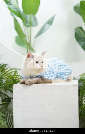 Schöne Erwachsene Ragdoll-Pelzkatze, entspannt seitlich mit scharfem Blick sitzend, im Innenstudio des tropischen Gartens Stockfoto