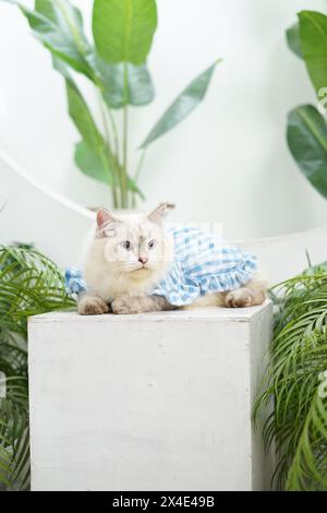 Nahaufnahme einer Ragdoll-Katze in blauer Kleidung, die auf einem Boxsessel im Studiozimmer schläft, offen von der Katze Stockfoto