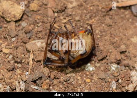 Eine giftige braune Knopfspinne (Latrodectus geometricus), die den Tod vortäuscht Stockfoto