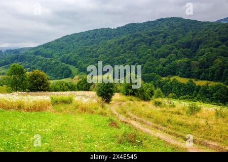 karpatenlandschaft der ukraine an einem bewölkten Sommertag. Bäume auf den verlassenen Feldern in den Bergen. Die Feldstraße der Grafschaft schlängelt sich den Hügel hinunter Stockfoto