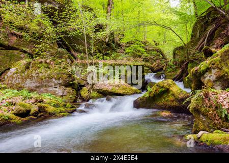 Wasserstrom im Buchenwald. bach zwischen moosigen Felsbrocken. Bäume in grünem Laub. Wunderschöne Natur der karpaten Stockfoto