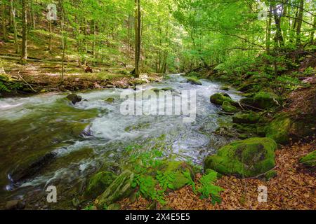 Der Gebirgsfluss fließt durch den urzeitlichen Buchenwald. Das Wasser fließt entlang der Küste mit Bäumen und moosigen Felsen. Entspannender Sommer Natur Hintergrund von großbritannien Stockfoto