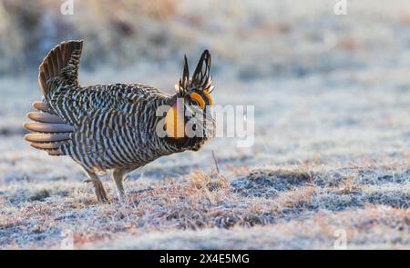 Greater Prairie Chicken Silhouette, östliche Ebenen von Colorado, USA Stockfoto