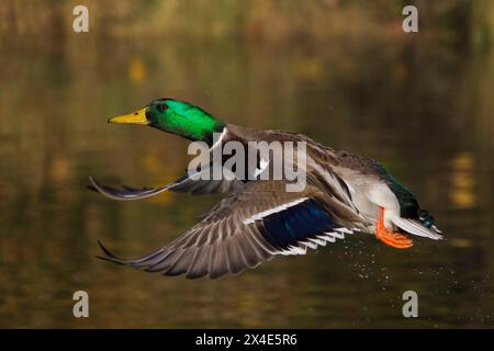 USA, Bundesstaat Washington. Nisqually National Wildlife Refuge, Stockenten drake fliegen Stockfoto