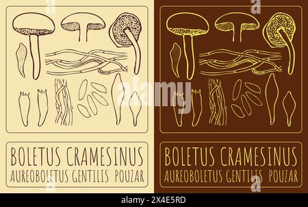 Vektorzeichnung BOLETUS CRAMESINUS. Handgezeichnete Abbildung. Der lateinische Name ist AUREOBOLETUS GENTILIS POUZAR Stock Vektor