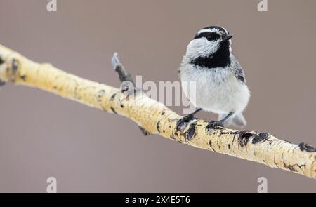 Mountain Chickadee hält an einem Winteraspen-Zweig in Colorado, USA Stockfoto