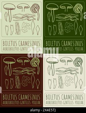 Satz der Vektorzeichnung BOLETUS CRAMESINUS in verschiedenen Farben. Der lateinische Name ist AUREOBOLETUS GENTILIS POUZAR. Stock Vektor