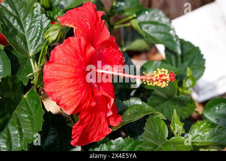 Eine leuchtend rote Hibiskusblüte mit einem markanten roten Stamen mit gelber Spitze hebt sich vor dem Hintergrund von üppig grünen Blättern hervor. Stockfoto