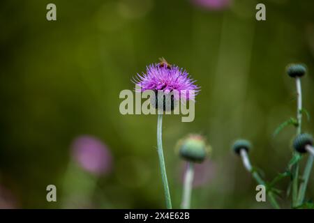 Eine leuchtend violette Distelblume hebt sich vor einem sanften grünen Hintergrund mit einer kleinen Honigbiene auf der Blüte ab. Stockfoto