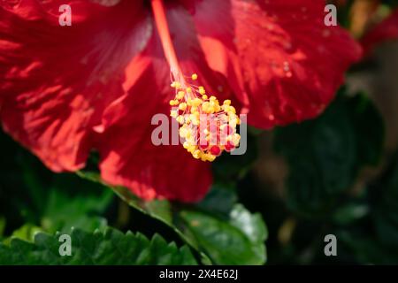 Eine leuchtend rote Hibiskusblüte blüht in voller Blüte und zeigt ihre markanten und detaillierten gelben Stempel – die Blütenblätter mit weichem Hintergrund. Stockfoto