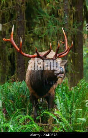 Roosevelt Bullenelch, Pazifischer Nordwest-Regenwald Stockfoto